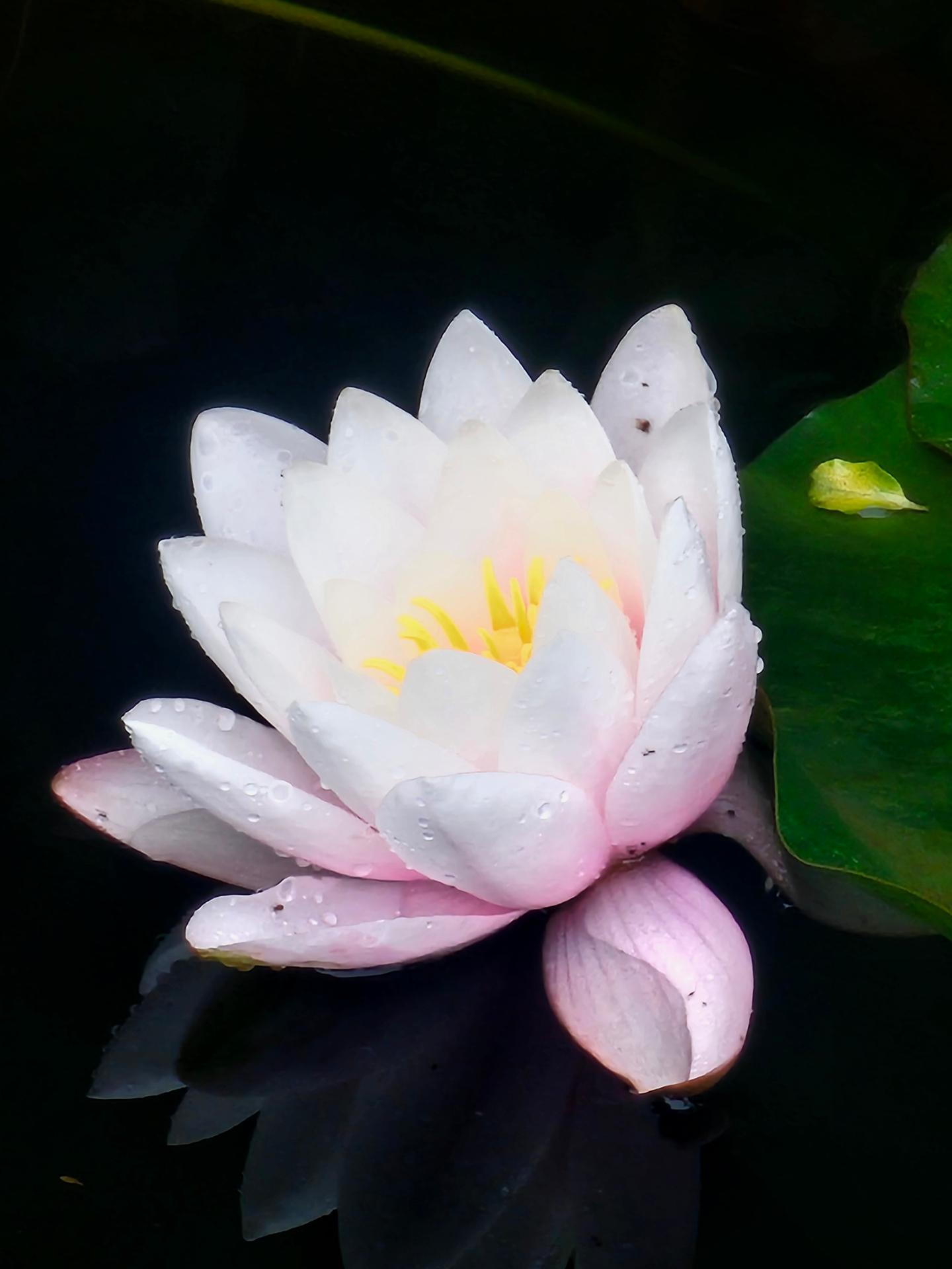 Pink and white water lily on dark water