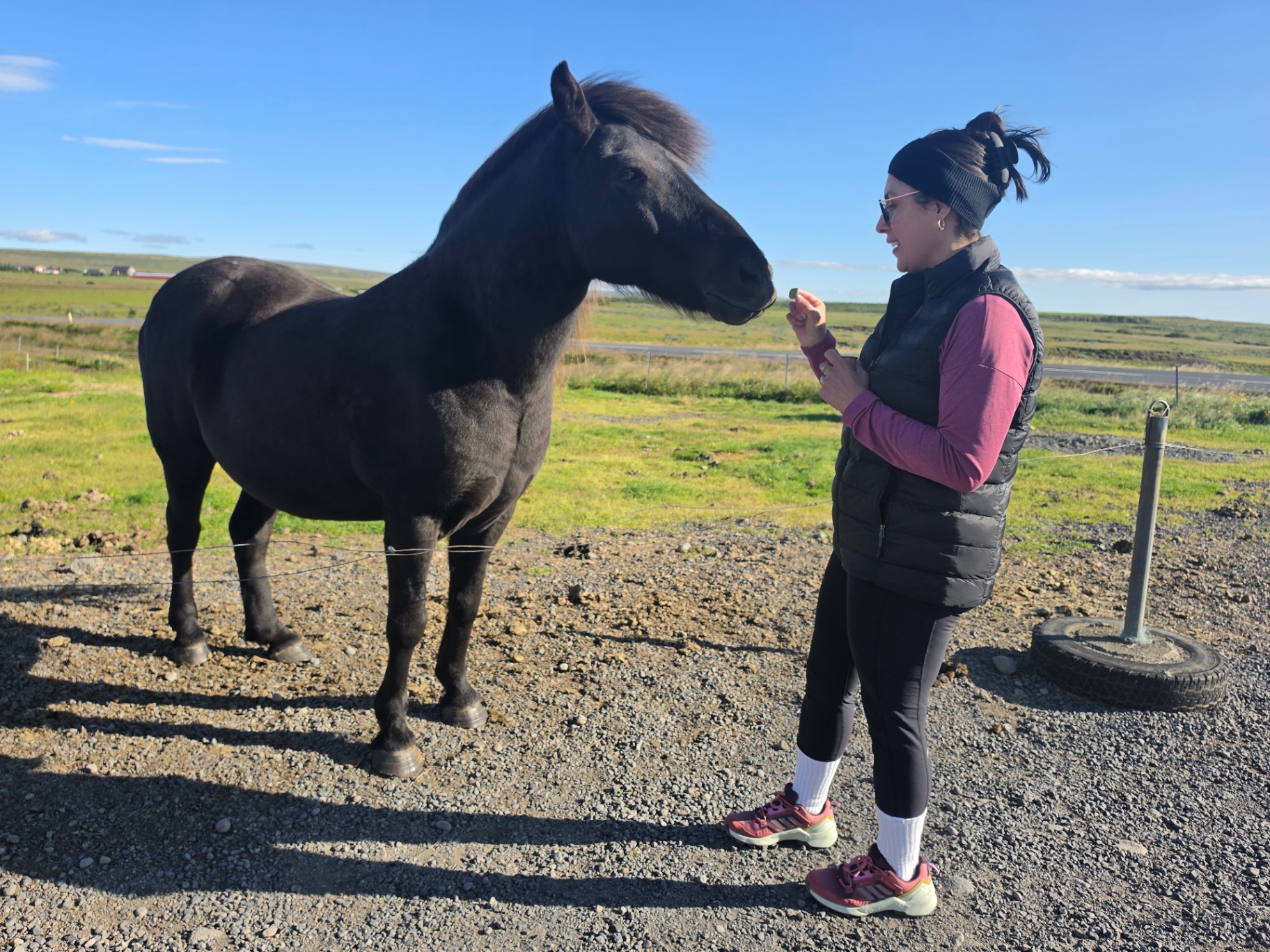 Woman feeding a black Icelandic horse in a green field