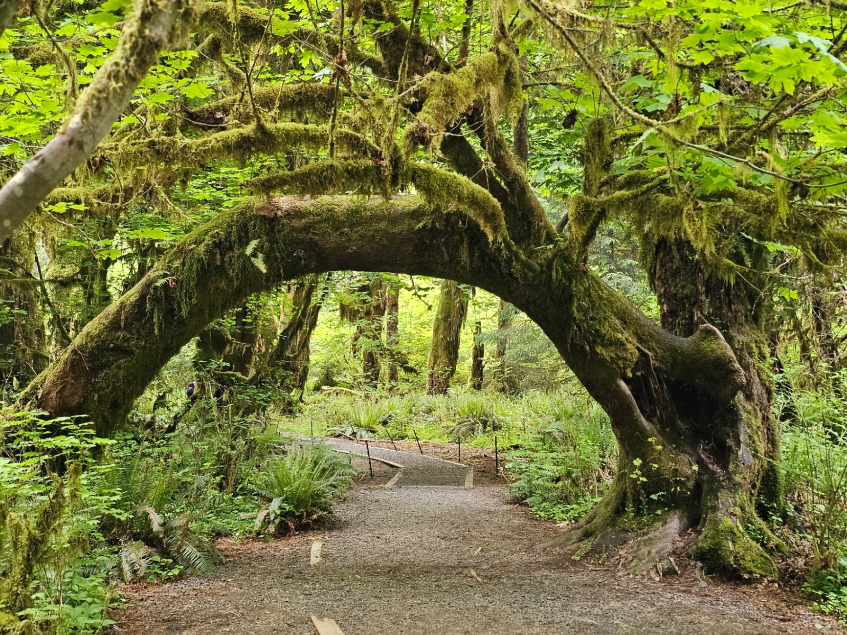 Mossy arched maple tree over a trail in the Hoh Rainforest