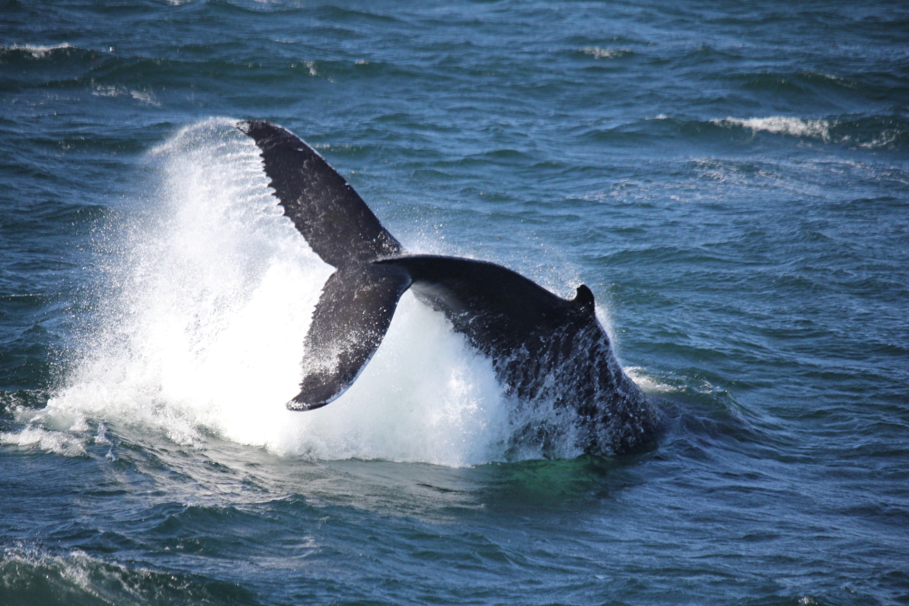 A humpback whale's tail slapping the open sea